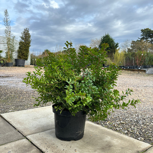 Pieris jap. 'Little Heath Green' 70cm 7.5L - Buy Plants Online from  Web Garden Centre - Just £45! 