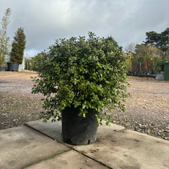 Pittosporum Tenuifolium 'Silver Ball' 70cm 10L - Buy Plants Online from  Web Garden Centre - Just £45! 