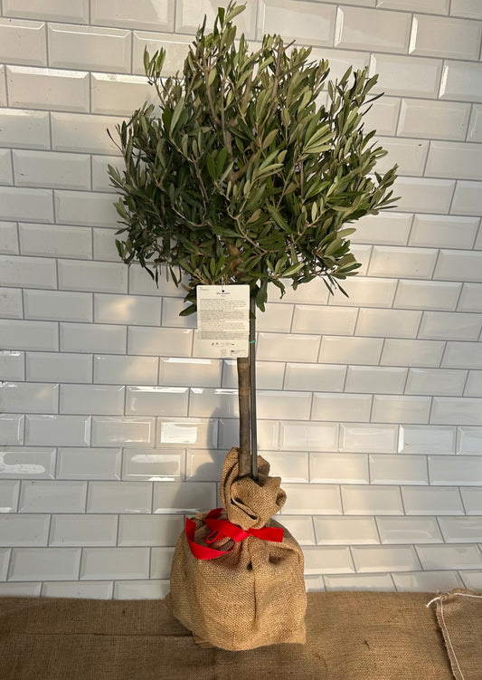 Olive Tree Valentines Gift - Buy Plants Online at Web Garden Centre