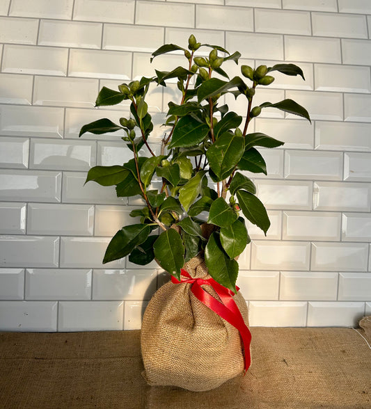 Red Camellia Valentines Gift - Buy Plants Online at Web Garden Centre