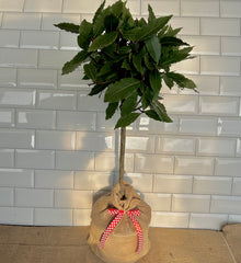 Bay Tree Valentines Gift - Buy Plants Online at Web Garden Centre