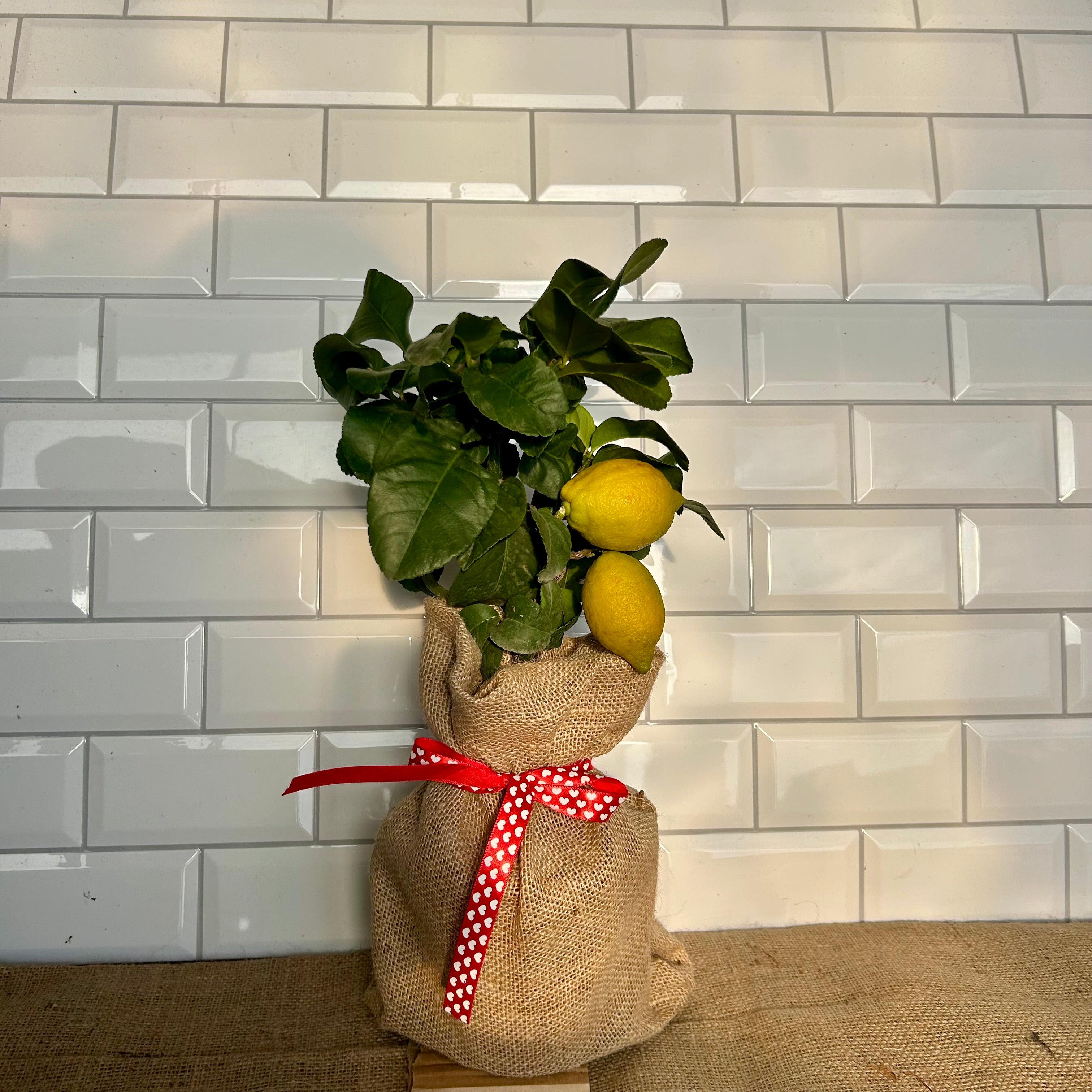Lemon Tree Valentines Gift - Buy Plants Online at Web Garden Centre
