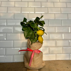 Lemon Tree Valentines Gift - Buy Plants Online at Web Garden Centre