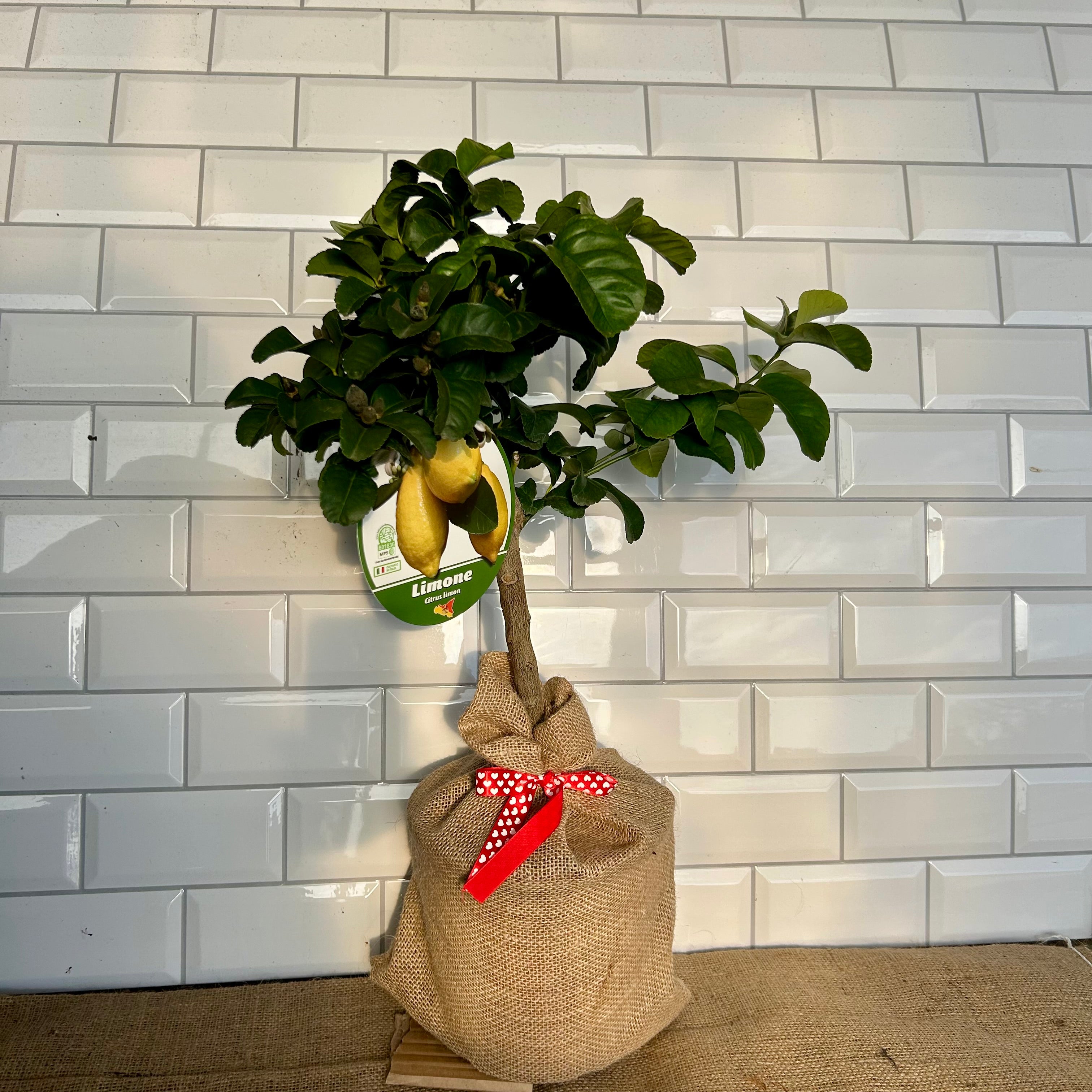 Lemon Tree Valentines Gift - Buy Plants Online at Web Garden Centre
