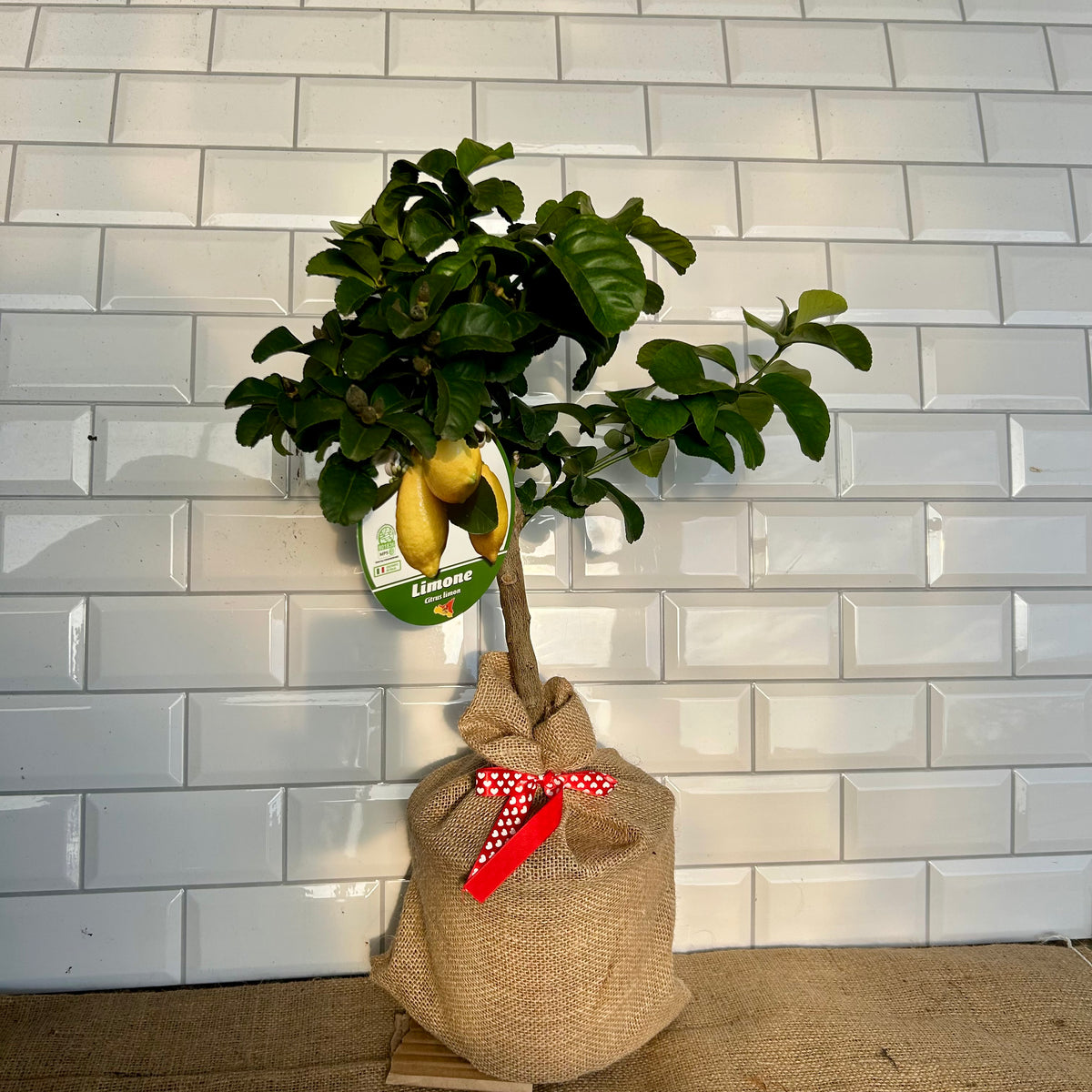 Lemon Tree Valentines Gift - Buy Plants Online at Web Garden Centre