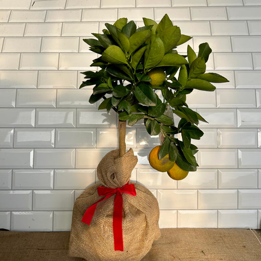 Orange Tree Valentines Gift - Buy Plants Online at Web Garden Centre