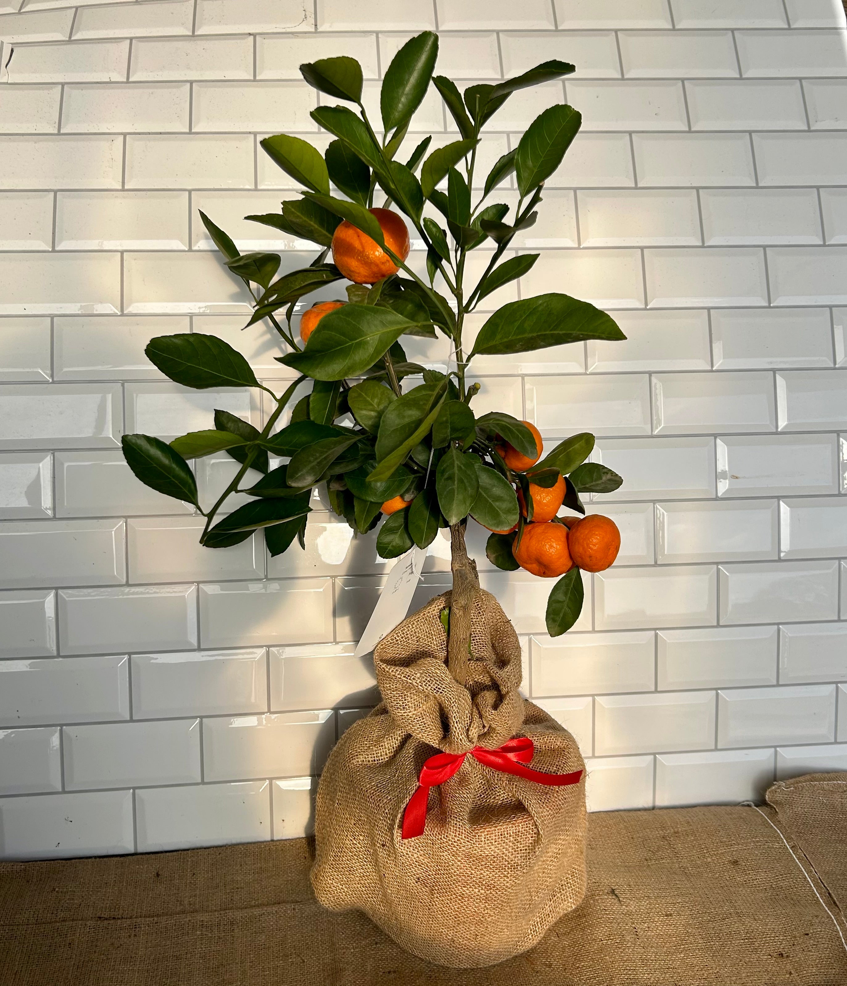 Satsuma Tree Valentines Gift - Buy Plants Online at Web Garden Centre