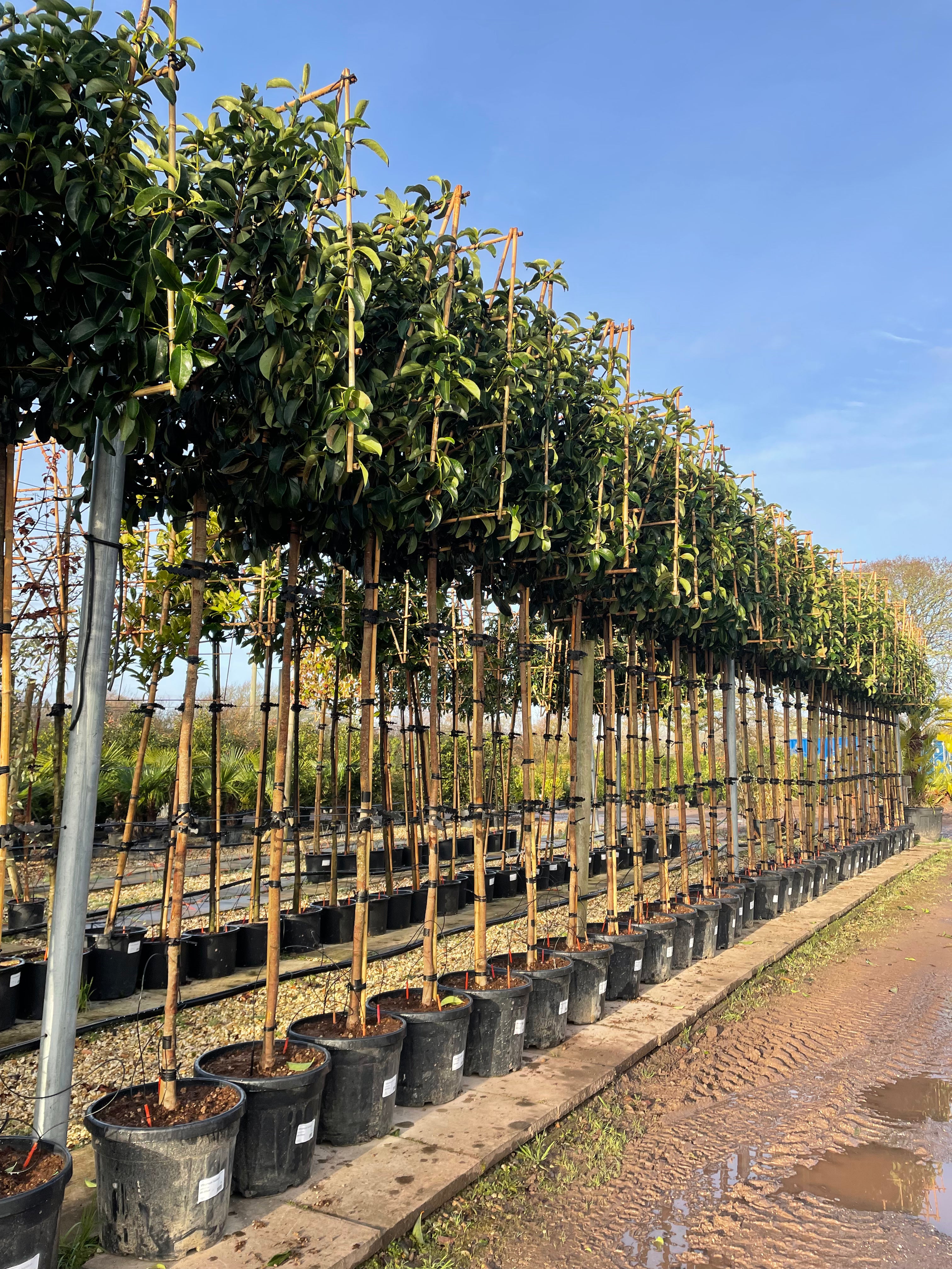 Pleached Viburnum - Buy Plants Online at Web Garden Centre