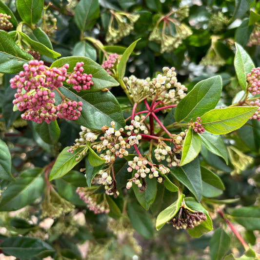 Viburnum Tinus 100-120cm 18L - Buy Plants Online from  Web Garden Centre - Just £80! 