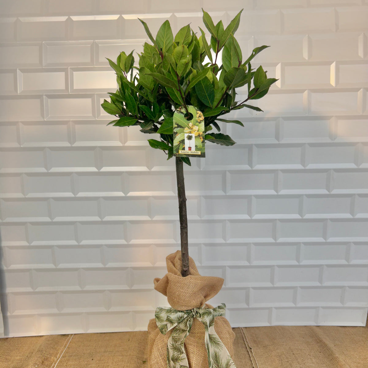 Bay Tree Christmas Gift