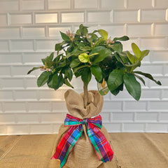 Lemon Tree Christmas Gift