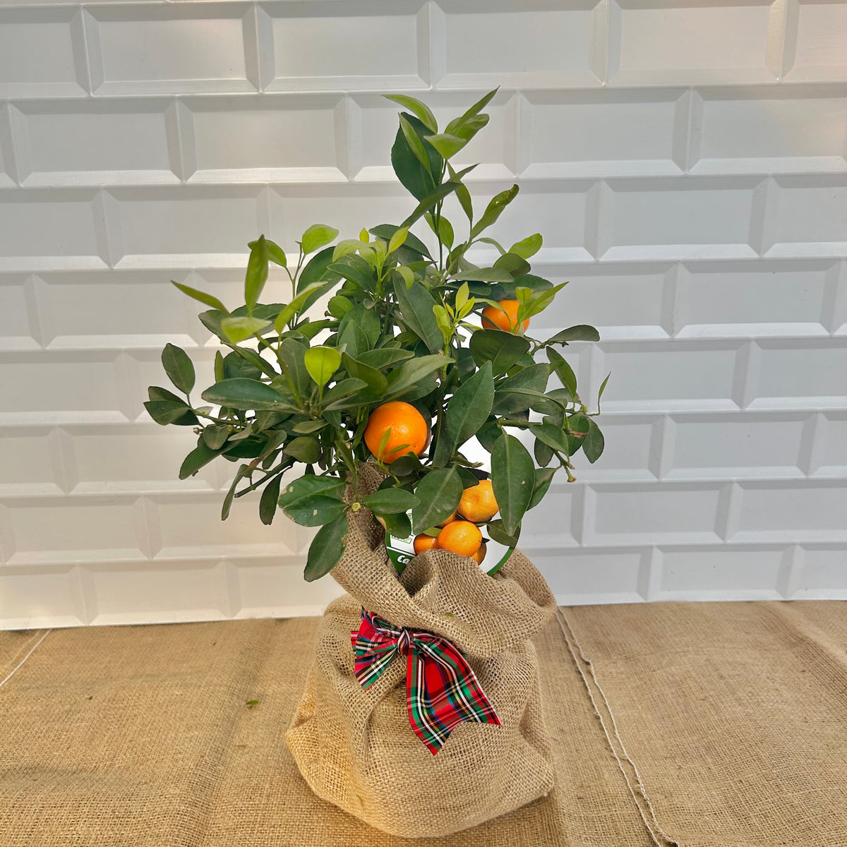 Mini Calamondin Tree Christmas Gift