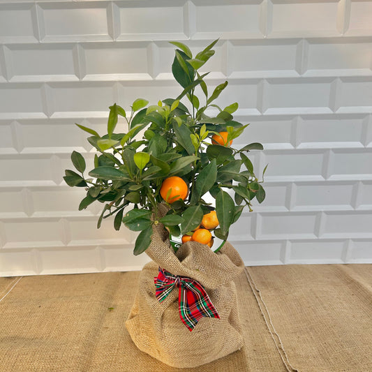 Mini Calamondin Tree Christmas Gift