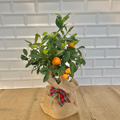 Mini Calamondin Tree Christmas Gift