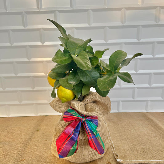 Lemon Tree Christmas Gift