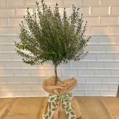 Mini Myrtle Christmas Gift - Buy Plants Online at Web Garden Centre