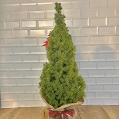 Mini Christmas Tree - Buy Plants Online at Web Garden Centre