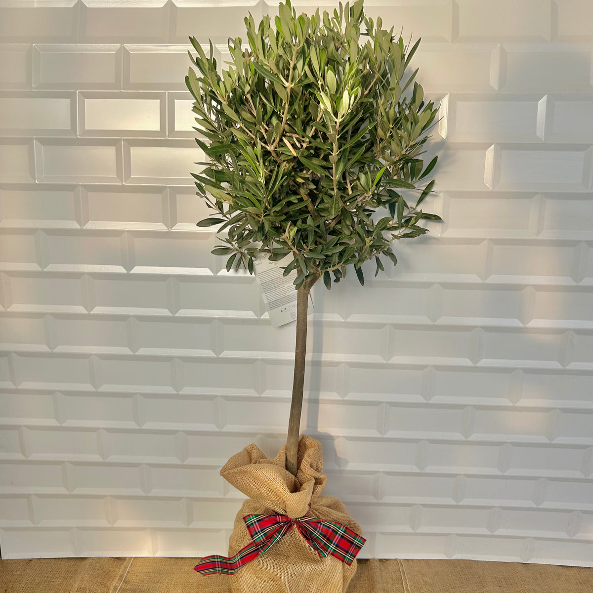 Olive Tree Christmas Gift