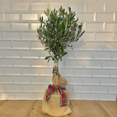 Olive Tree Christmas Gift
