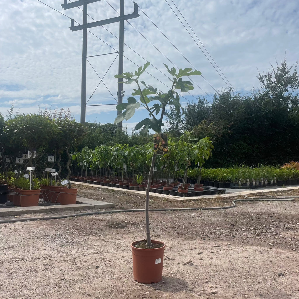 Fig Tree 90-100cm 7L - Web Garden Centre