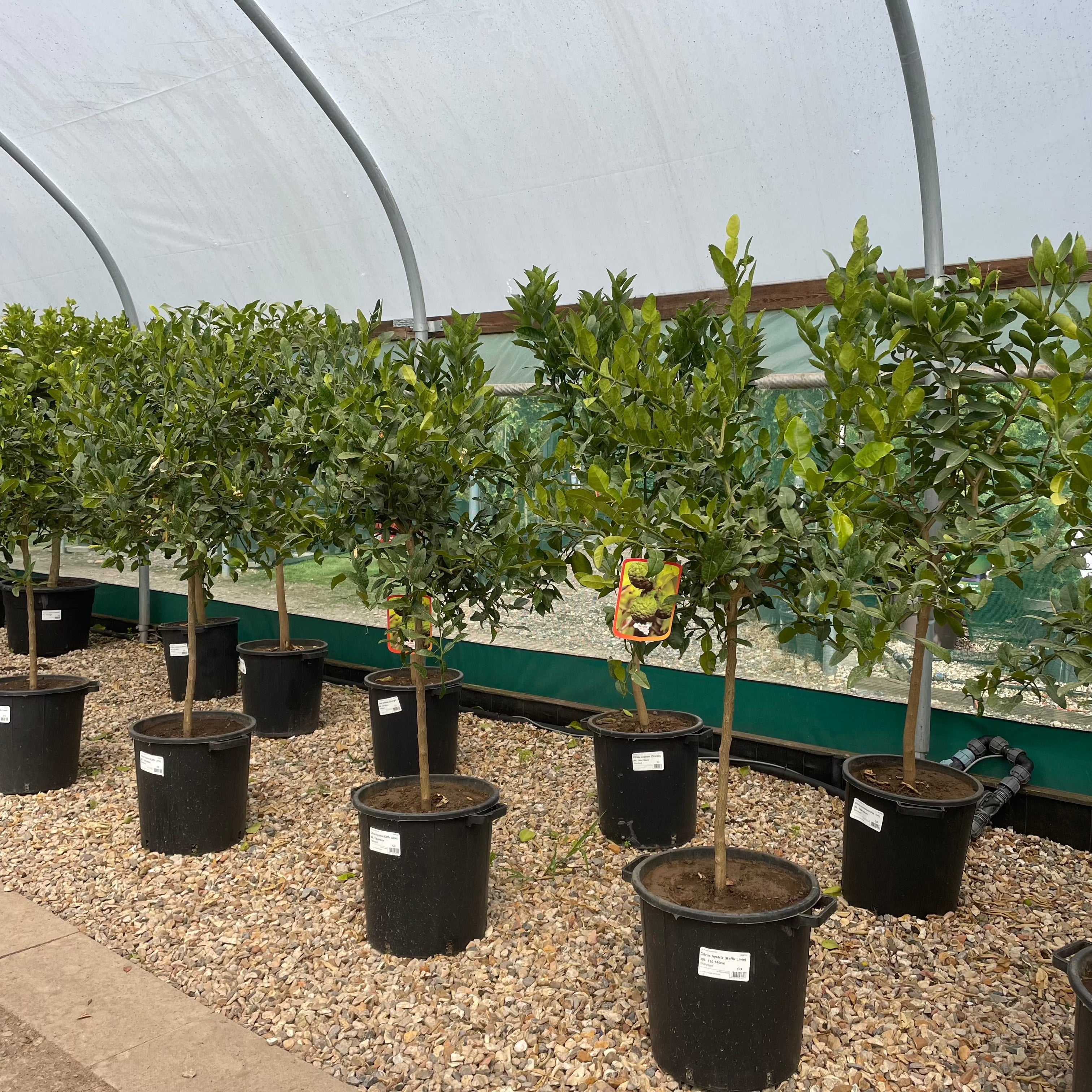 Kaffir Lime Citrus Tree 130-140cm - Web Garden Centre