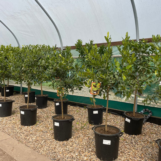 Kaffir Lime Citrus Tree 160-180cm 30L - Buy Plants Online from  Web Garden Centre - Just £220! 