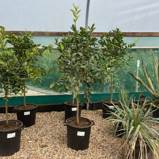 Lime Citrus Tree 140-160cm 30L - Buy Plants Online from  Web Garden Centre - Just £220! 