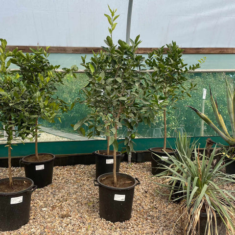 Lime Citrus Tree 140-160cm 30L - Buy Plants Online from  Web Garden Centre - Free Delivery