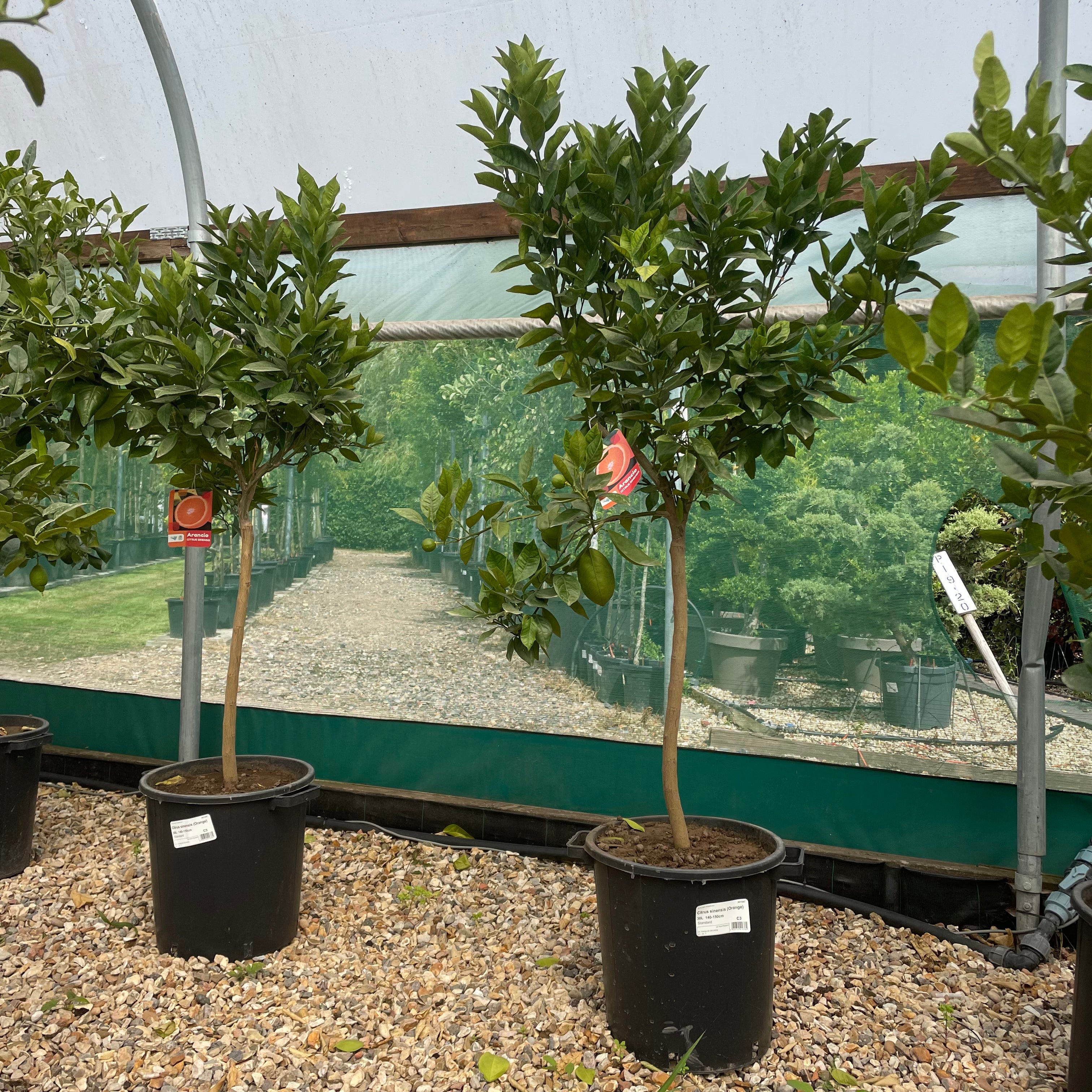 Orange Citrus Tree 180-200cm 30L - Buy Plants Online from  Web Garden Centre - Just £220! 