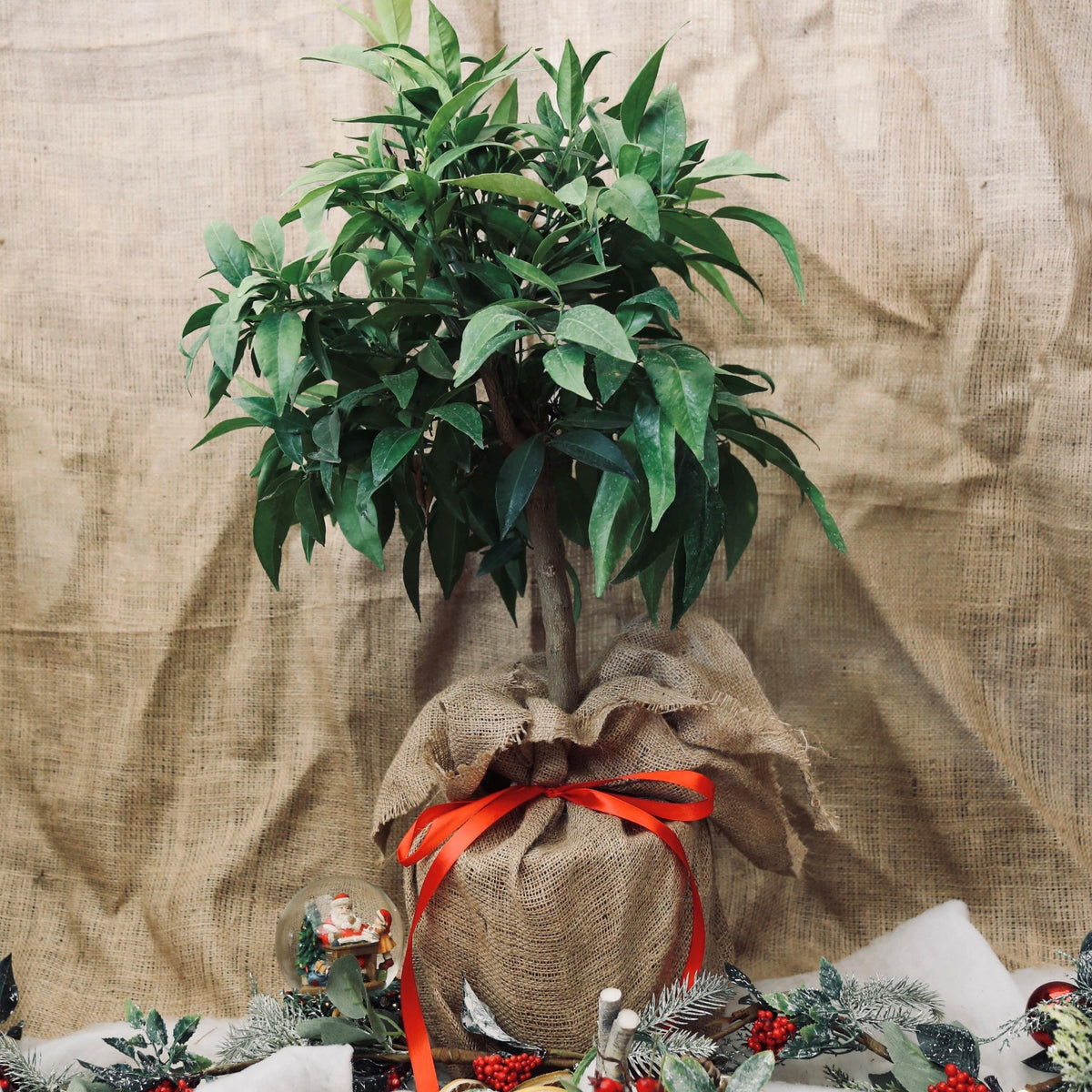 Orange Tree Christmas Gift-Buy Plants Online