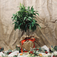 Orange Tree Christmas Gift - Web Garden Centre