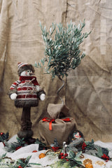 Twisted Olive Tree Christmas Gift-Buy Plants Online