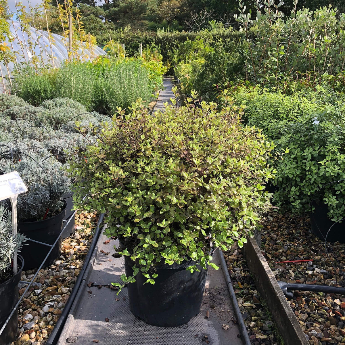 Pittosporum Tenuifolium 'Tom Thumb' 70cm 10L - Buy Plants Online from  Web Garden Centre - Just £45! 