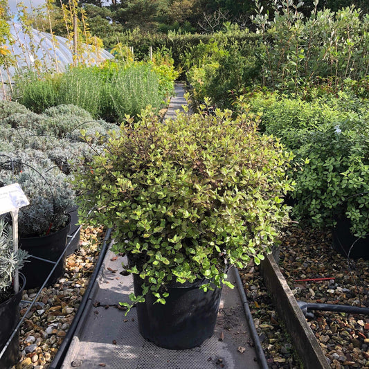 Pittosporum Tenuifolium 'Tom Thumb' 60cm 10L - Buy Plants Online from  Web Garden Centre - Free Delivery