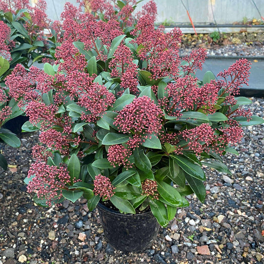 Skimmia Japonica ‘Rubella’ 60cm 10L - Buy Plants Online from  Web Garden Centre - Free Delivery