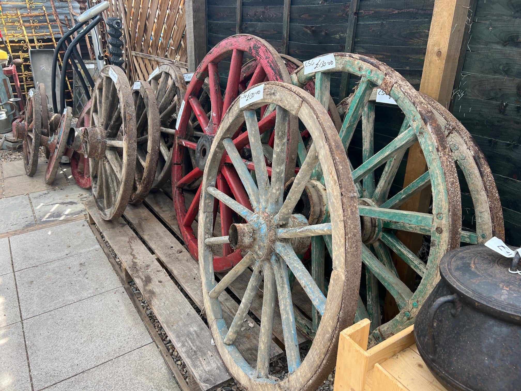 Antique Wagon Wheels - Buy Plants Online from  Web Garden Centre - Free Delivery