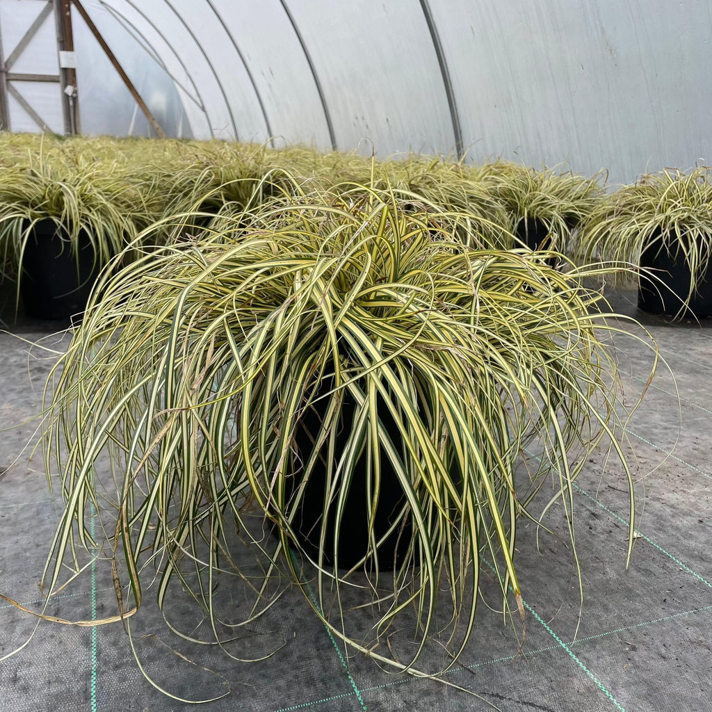 Carex 'Everglow' - Web Garden Centre