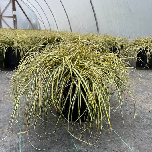 Carex 'Everglow' 40-60cm 7.5L - Buy Plants Online from  Web Garden Centre - Just £35.50! 
