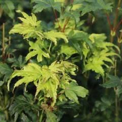 Acer Palmatum Going Green 60-80cm 3L - Buy Plants Online from  Web Garden Centre - Just £27.50! 