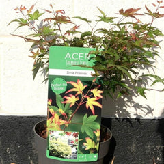 Acer Palmatum Little Princess 60-80cm 3L - Web Garden Centre