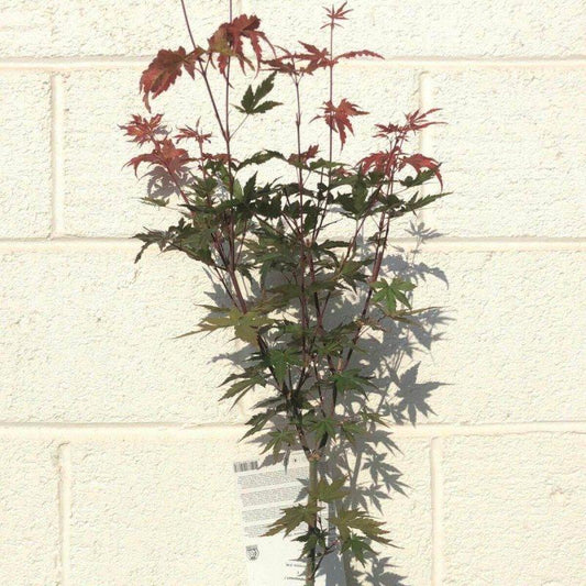 Acer Palmatum Redwine 60-80cm  3L - Buy Plants Online from  Web Garden Centre - Just £27.50! 