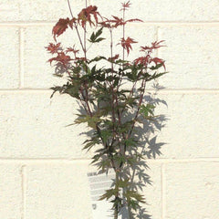 Acer Palmatum Redwine 60-80cm 3L - Web Garden Centre