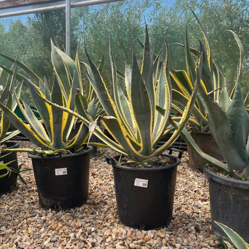 Agave Americana Variegata 120-140cm 50L - Buy Plants Online from  Web Garden Centre - Just £170! 