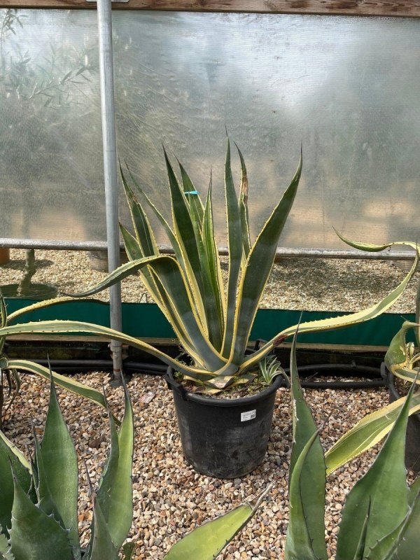 Agave Americana Variegata 120-140cm 50L - Buy Plants Online from  Web Garden Centre - Just £170! 