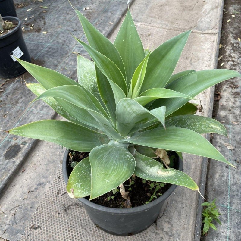 Agave Attenuata (Fox Tail Agave) - Buy Plants Online from  Web Garden Centre - Just £23.99! 