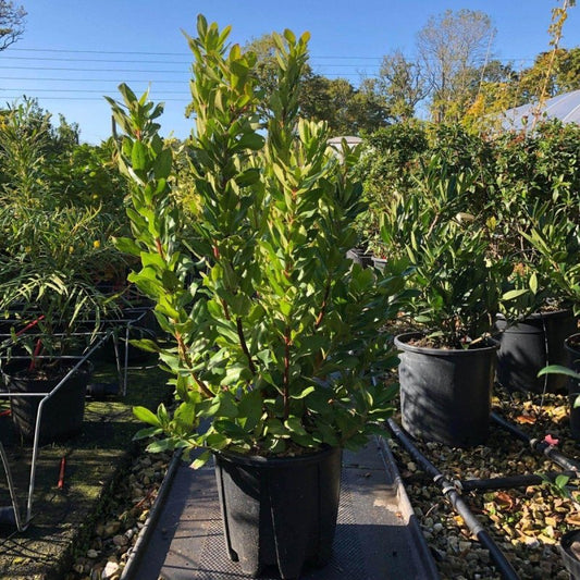 Arbutus Unedo Bush Strawberry Tree 120-140cm 7.5L - Web Garden Centre
