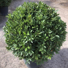 Bay Laurel Ball - Buy Plants Online from  Web Garden Centre - Just £50! 
