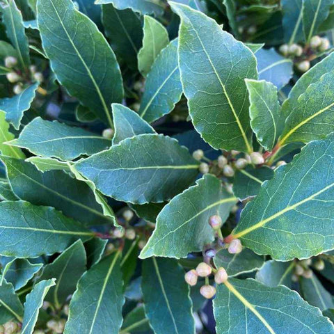 Bay Tree Twisted Stem 120-140cm 12L - Buy Plants Online from  Web Garden Centre - Free Delivery