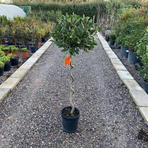 Bay Tree Twisted Stem 120-140cm 12L - Buy Plants Online from  Web Garden Centre - Free Delivery