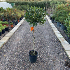 Bay Tree Twisted Stem 120-140cm 12L - Buy Plants Online from  Web Garden Centre - Just £125! 